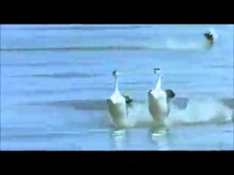 Лезгинка - Танцец лебедей Лезгинка - Танцец лебедей