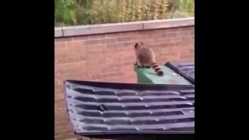 Ржачный енот прыгун.Raccoon fail. Ржачный енот прыгун.Raccoon fail.