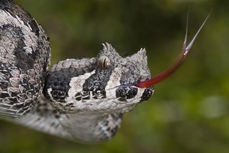 Змея с пауком на хвосте фото