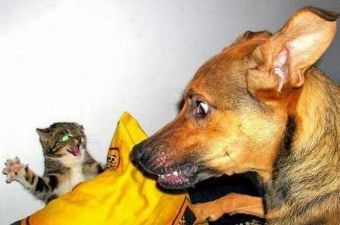 Funny dogs vs brave cats compilation Funny dogs vs brave cats compilation