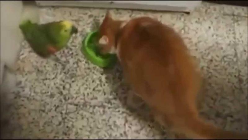 Кот наказывает попугая.parrot fail. Кот наказывает попугая.parrot fail.