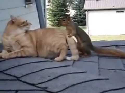 Кажется у котика приключилась белочка Кажется у котика приключилась белочка