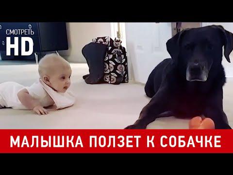 Малышка научилась ползать ради поцелуя «Друга»…МОЛОДЕЦ Малышка научилась ползать ради поцелуя «Друга»…МОЛОДЕЦ