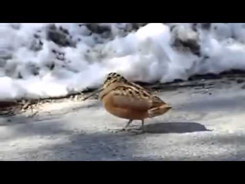 Птица - грувер и танцор Птица - грувер и танцор