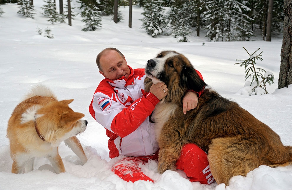 Акита Путина Фото