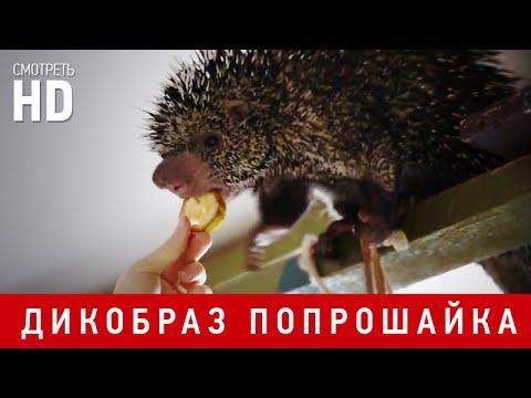 Дикобраз попрошайка. А звуки еще какие издает :) / Porcupine panhandler. Funny sounds (HD) Дикобраз попрошайка. А звуки еще какие издает :) / Porcupine panhandler. Funny sounds (HD)
