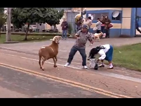 Бешеный козел Бешеный козел