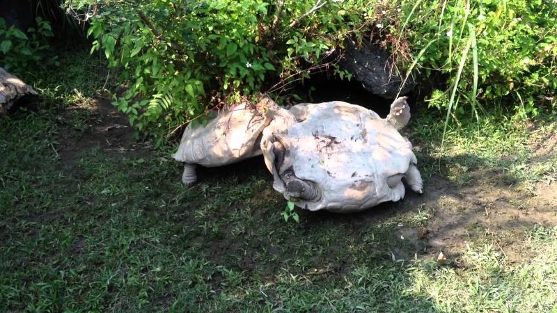 動物也是有感情的~謝謝你救了我 Turtle turning over, the smart companion has saved it 動物也是有感情的~謝謝你救了我 Turtle turning over, the smart companion has saved it