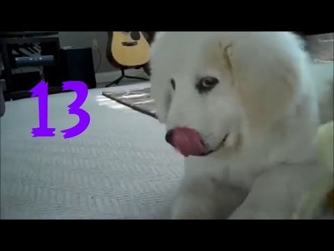Забавные псы Забавные псы