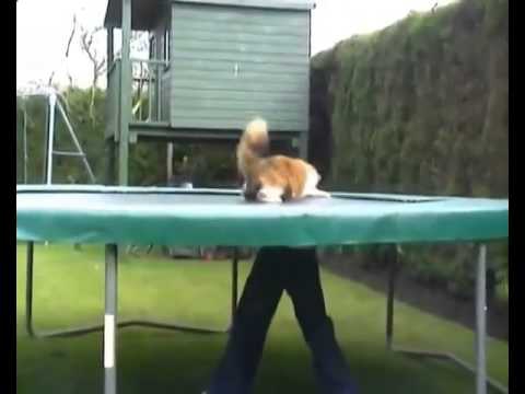 Кошка играется на батуте Кошка играется на батуте
