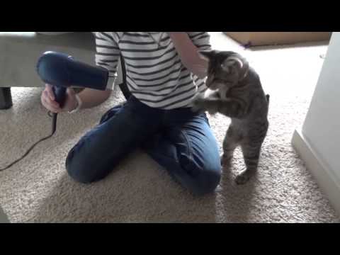Кошка играет с феном Кошка играет с феном