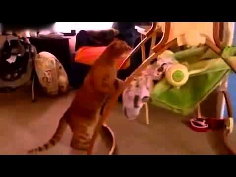 Кот укачивает малыша Кот укачивает малыша