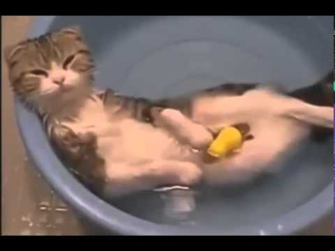 Приколы,смех,юмор,забавная подборка!!! Приколы,смех,юмор,забавная подборка!!!