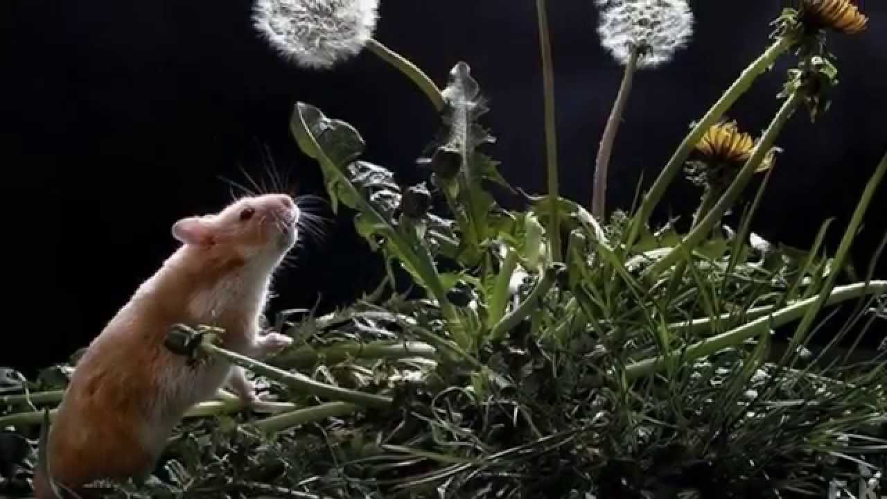 Мы хомяки и мы хомячим (Юмор) - Ансамбль Семицветик Мы хомяки и мы хомячим (Юмор) - Ансамбль Семицветик