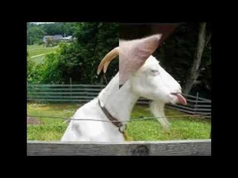 Улетные смешные животные, приколы,забавная подборка!!! Улетные смешные животные, приколы,забавная подборка!!!