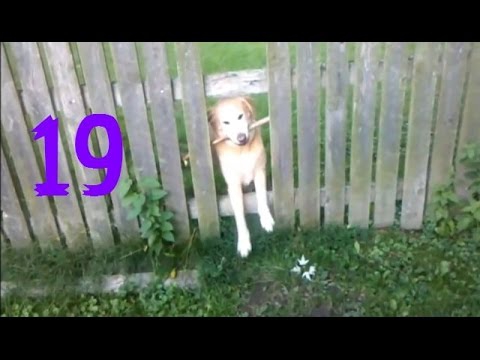 Забавные псы Забавные псы