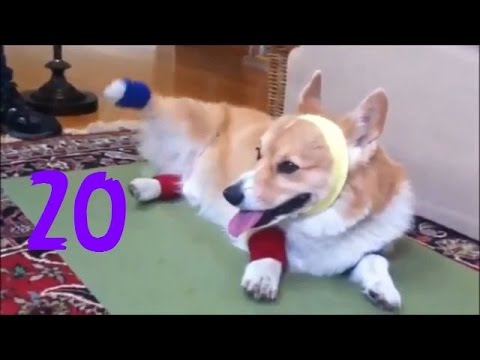 Забавные псы Забавные псы