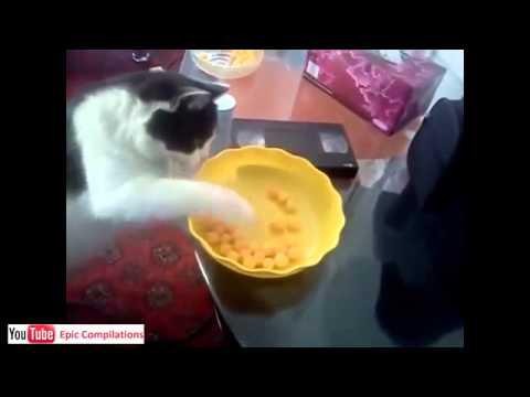 Прикольные кошки и коты 2014 | Funny cats 2014 Прикольные кошки и коты 2014 | Funny cats 2014
