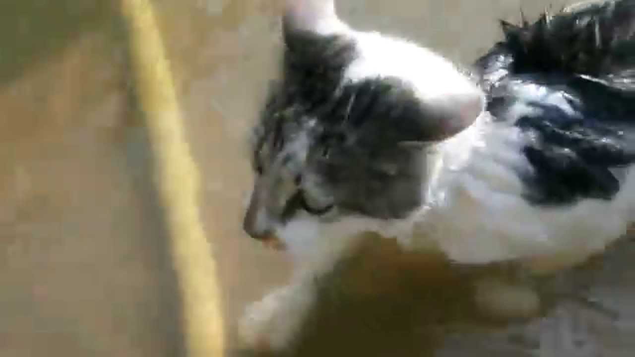 Плавучий кот Плавучий кот