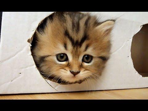 Funny Cats : Kittens and a Box ( homemade free toy ) Funny Cats : Kittens and a Box ( homemade free toy )