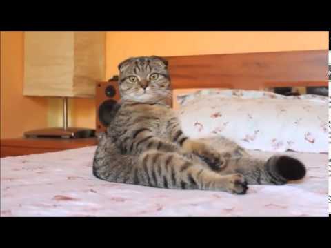 Смешные наши питомцы «Котики» Смешные наши питомцы «Котики»