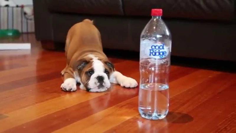 Bulldog Puppy vs Bottle Bulldog Puppy vs Bottle