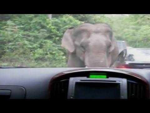 Elephant goes on rampage in Thai park Elephant goes on rampage in Thai park