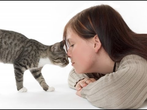 Навигатор для кота Навигатор для кота