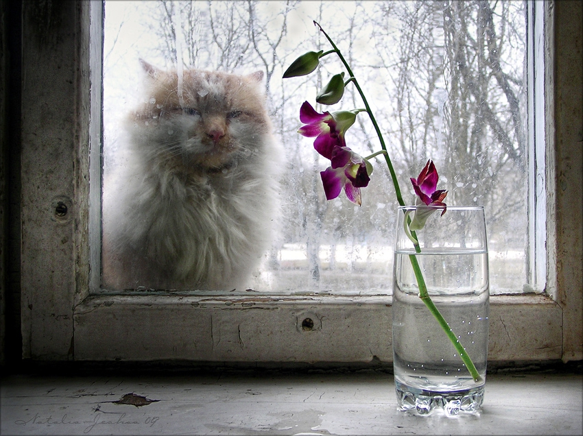 Такая милая киска в окне