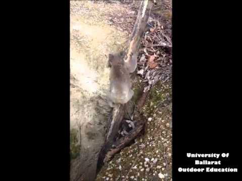 Спасение невезучей коалы Спасение невезучей коалы