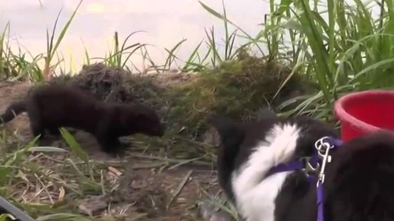 Кот в шоке от наглой норки Кот в шоке от наглой норки