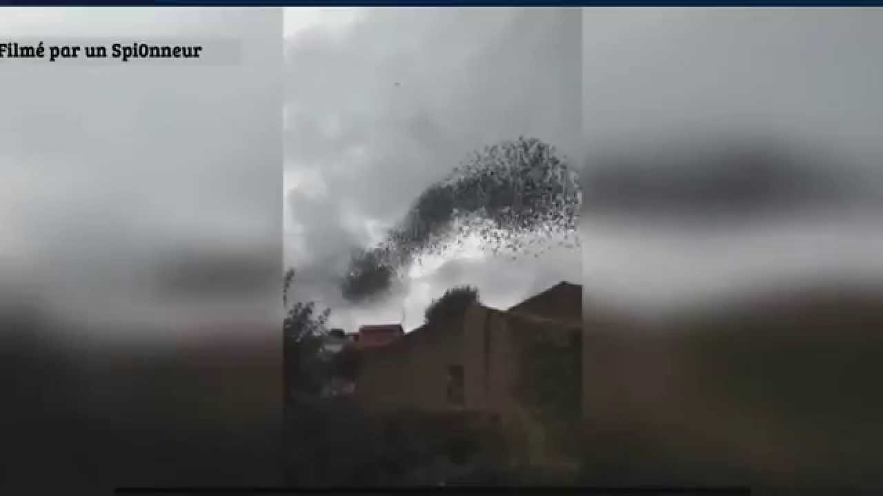 Летучие мыши вышли на охоту Летучие мыши вышли на охоту