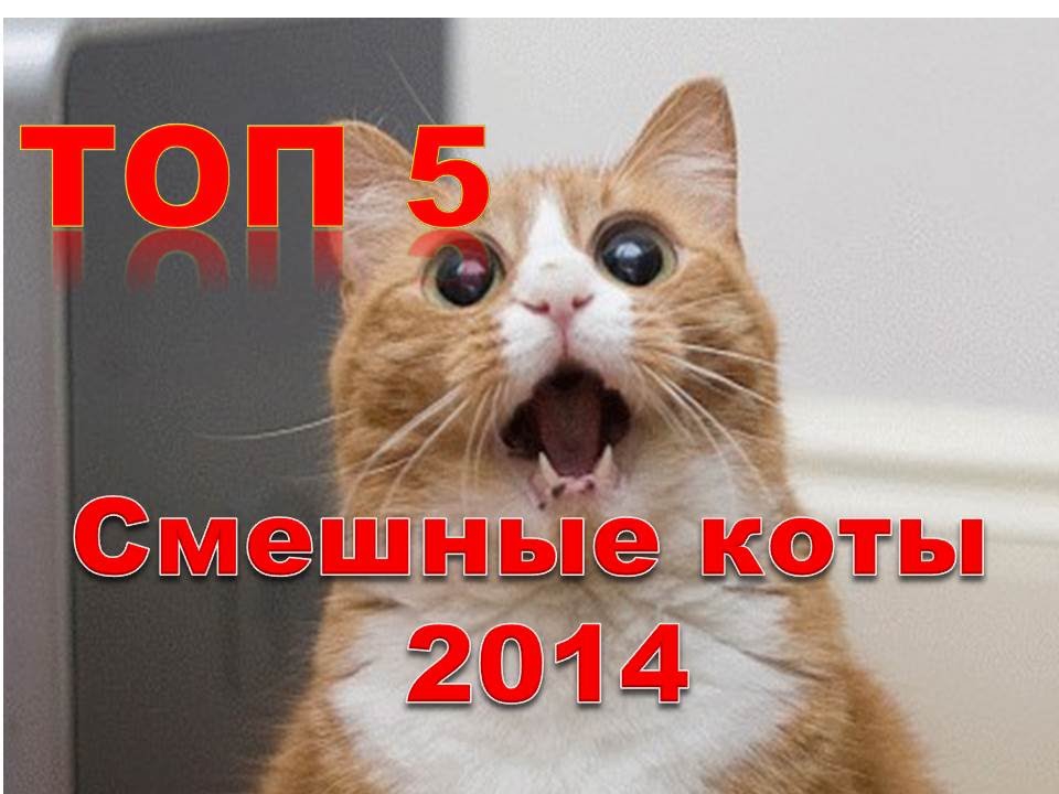 ТОП 5. Смешные коты ТОП 5. Смешные коты