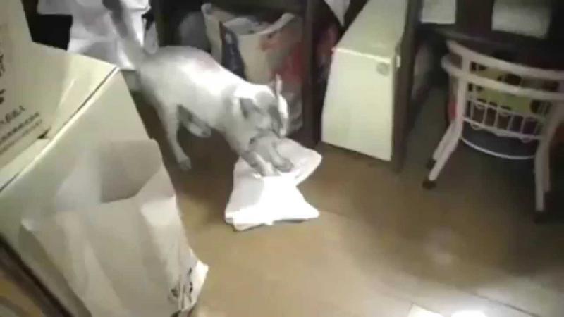 Топ приколов Топ приколов