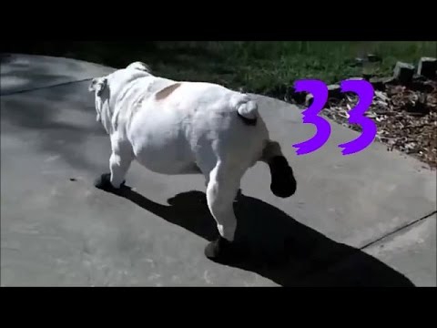 Забавные псы Забавные псы