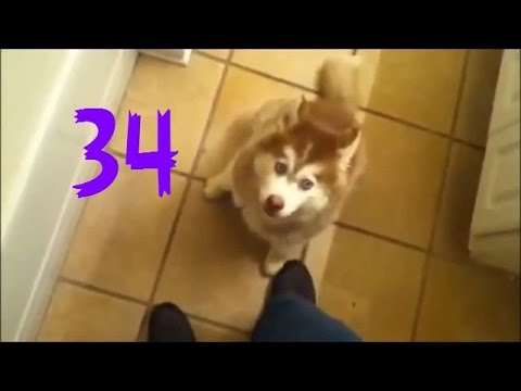 Забавные псы Забавные псы
