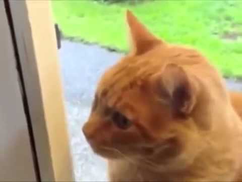 Звонок для котейки Звонок для котейки