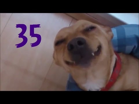 Забавные псы Забавные псы