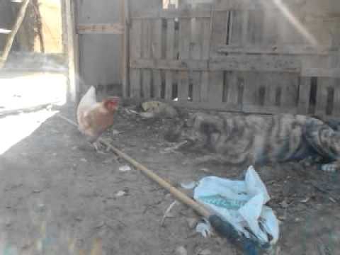 Chicken vs Dog Chicken vs Dog