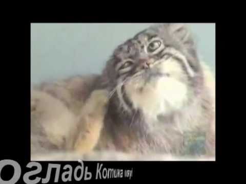 Котэ Шоу, Упячка угу Котэ Шоу, Упячка угу