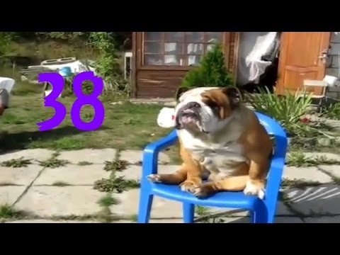 Забавные псы Забавные псы