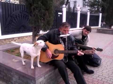 На набережной в Балаклаве выступает пёс-музыкант На набережной в Балаклаве выступает пёс-музыкант
