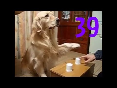 Забавные псы Забавные псы
