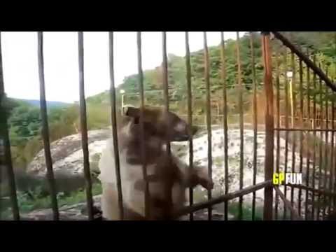 Русский народный зверь Русский народный зверь
