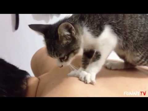 Как Засолить Кота Делать Тебе Куни Как Засолить Кота Делать Тебе Куни