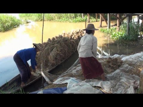 Примитивный сбор зерновых Примитивный сбор зерновых