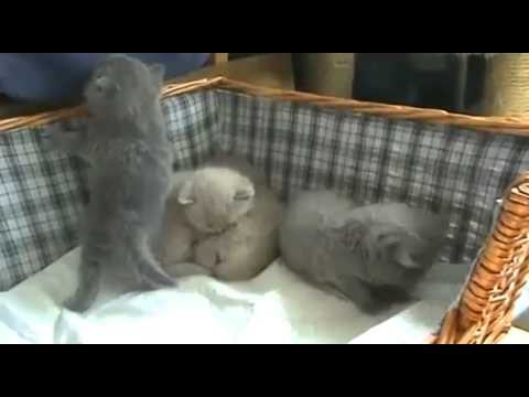 Парочка видео про котят Парочка видео про котят
