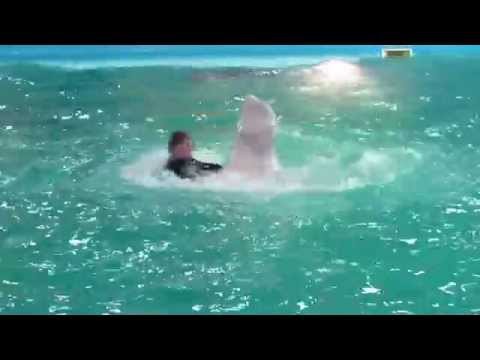 Шоу белого кита Шоу белого кита