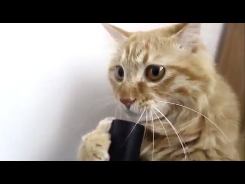 Мой кот похоже сломался! Мой кот похоже сломался!