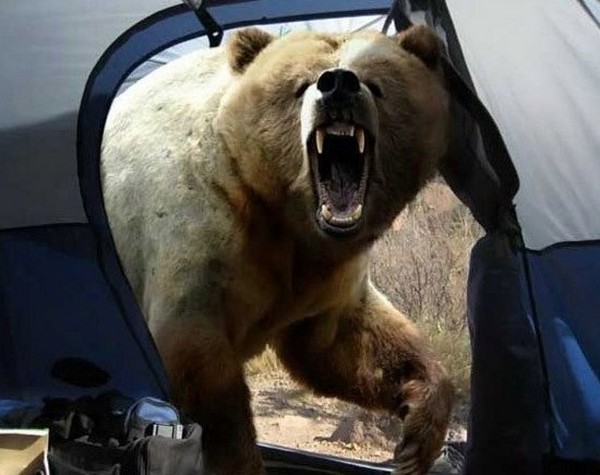 Что делать, если на вас напал медведь выживание, история, люди, медведь, хищник